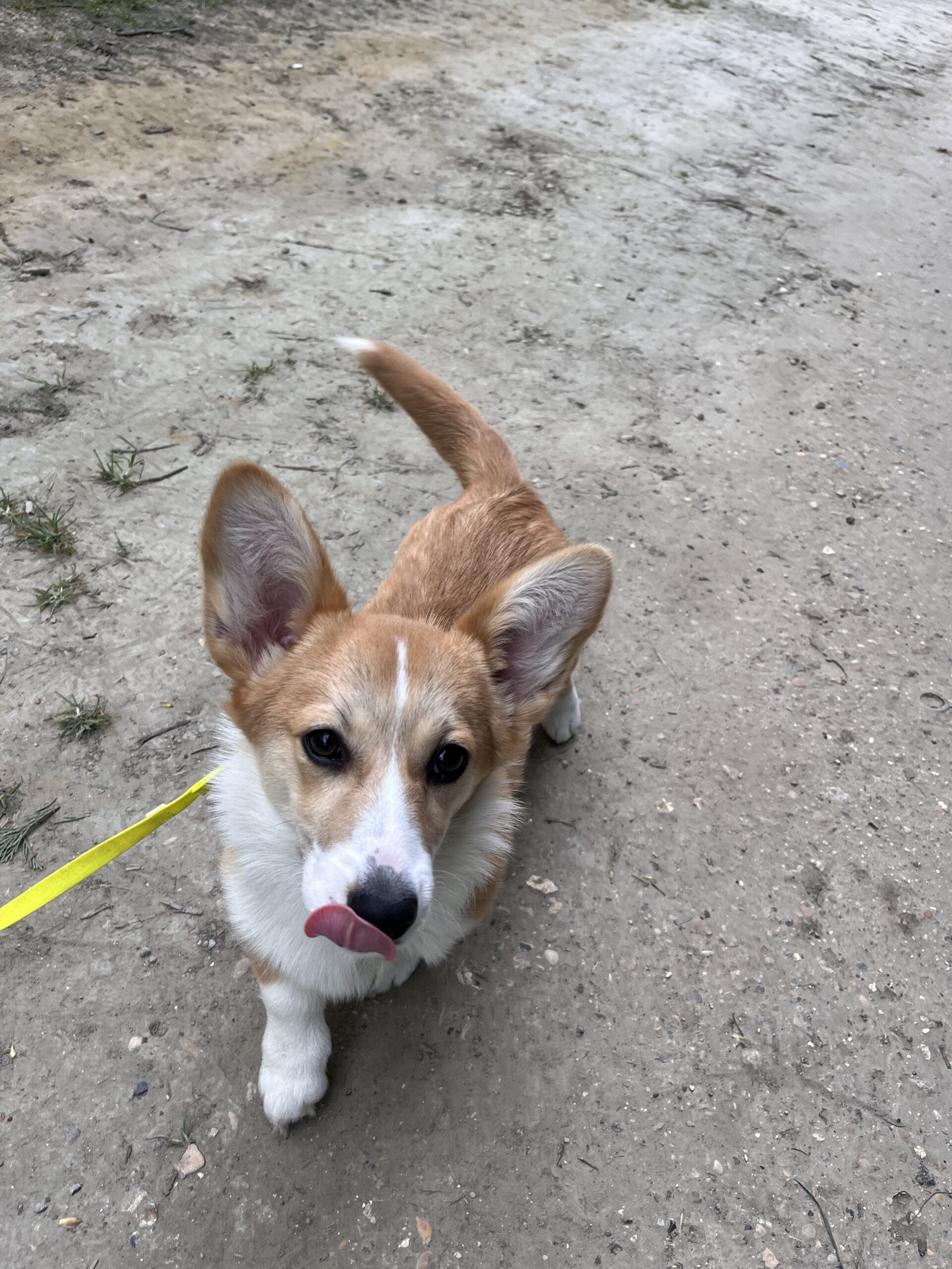 Api corgi
