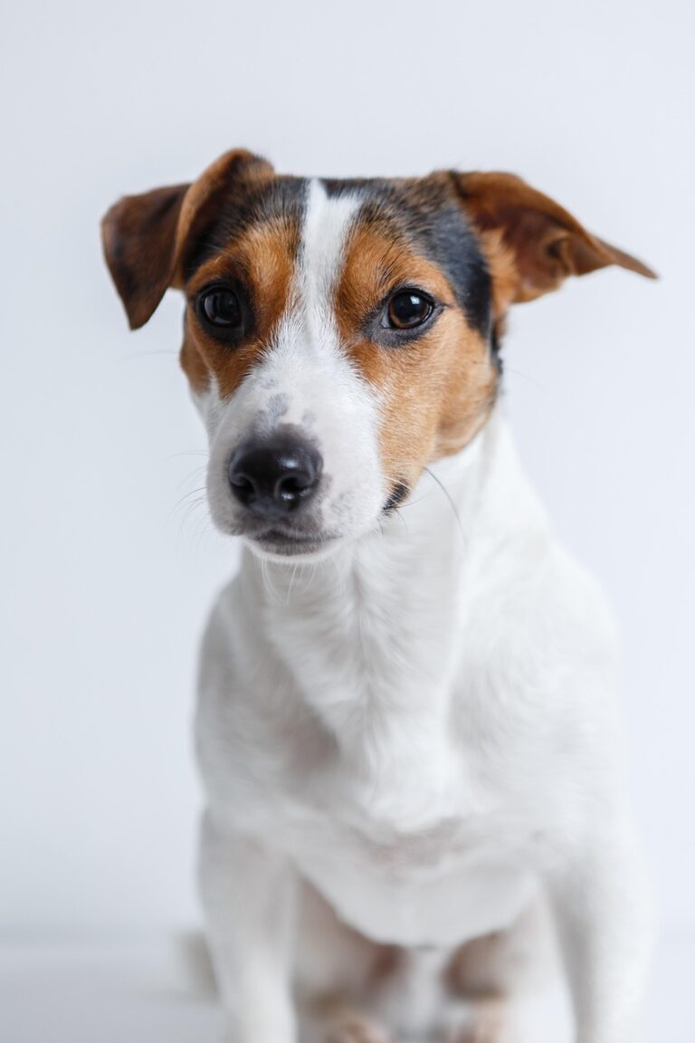 jack russell, dog, pet, canine, animal, nature, fur, snout, mammal, dog portrait, animal world