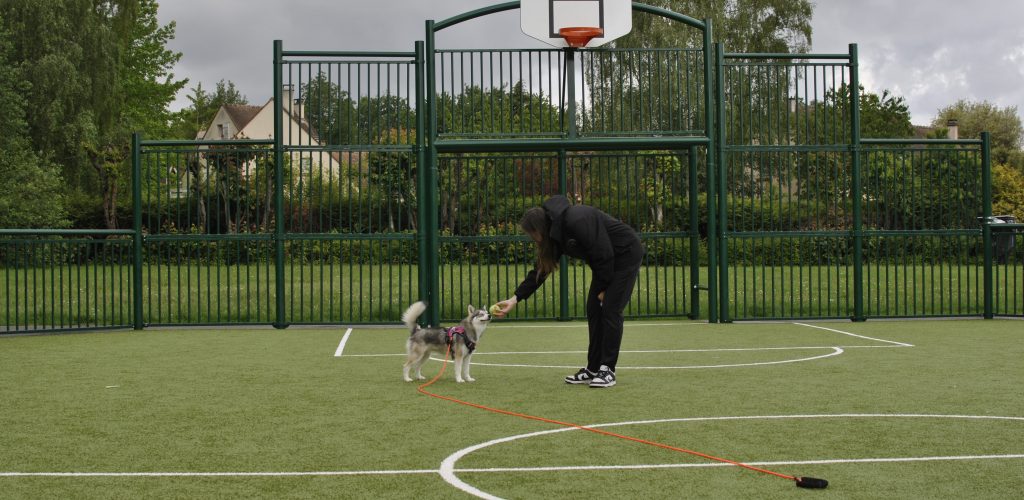 Élodie Scheffer, éducatrice canine à Montévrain, récompense un Pomsky lors d'une séance d'éducation positive.
