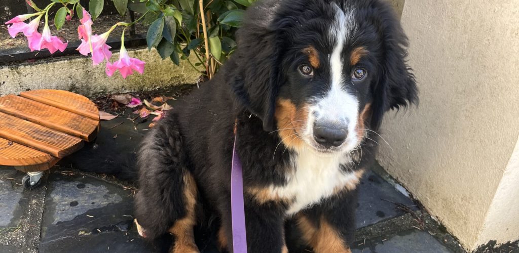 Bouvier Bernois chiot en garde à domicile avec Uta'titude